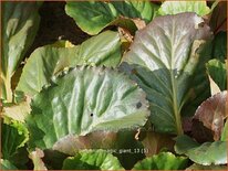 Bergenia 'Magic Giant'