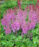 Astilbe 'Amethyst'