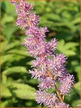 Astilbe 'Amethyst'