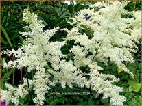 Astilbe 'Brautschleier'