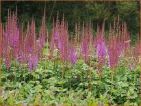 Astilbe chinensis 'Superba'