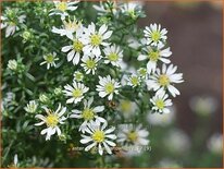 Aster ericoides 'Snowflurry'