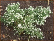 Aster ericoides 'Snowflurry'