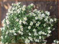 Aster ericoides 'Snowflurry'