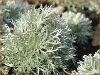 Artemisia schmidtiana 'Nana'