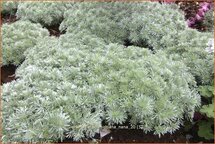 Artemisia schmidtiana 'Nana'