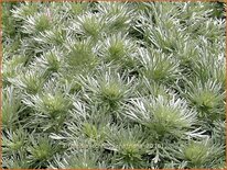 Artemisia schmidtiana 'Nana'