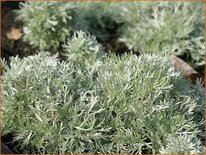 Artemisia schmidtiana 'Nana'