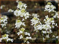 Arabis procurrens 'Neuschnee'