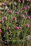 Antennaria dioica 'Rubra'
