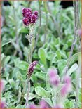 Antennaria dioica 'Rubra'