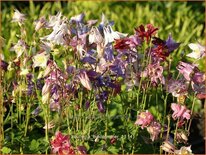 Aquilegia 'Biedermeier'