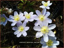 Anemone nemorosa 'Caerulea'