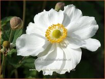 Anemone hybrida 'Honorine Jobert'