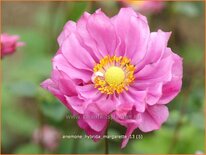 Anemone hybrida 'Margarette'