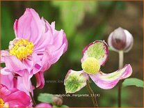 Anemone hybrida 'Margarette'