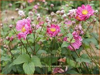 Anemone hybrida 'Margarette'