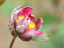 Anemone hybrida 'Margarette'