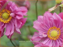 Anemone hybrida 'Margarette'