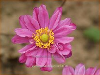 Anemone hybrida 'Pamina'