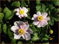 Anemone hybrida 'Serenade'