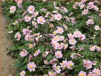 Anemone hybrida 'Serenade'