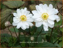 Anemone hybrida 'Whirlwind'