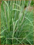 Andropogon gerardii