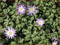 Anemone blanda 'Charmer'