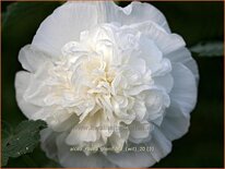 Alcea rosea 'Double White'