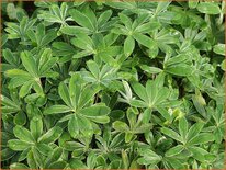 Alchemilla alpina