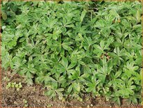 Alchemilla alpina