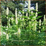 Agastache rugosa 'Alabaster'