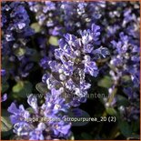 Ajuga reptans 'Atropurpurea'