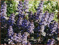 Ajuga reptans 'Atropurpurea'