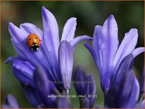 Agapanthus 'Purple Cloud'