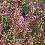 Agastache 'Firebird'
