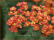 Achillea 'Walter Funcke'