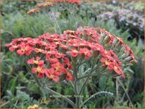 Achillea 'Walter Funcke'