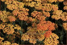Achillea 'Walter Funcke'