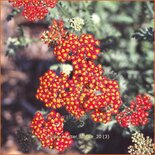 Achillea 'Walter Funcke'