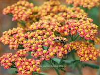 Achillea 'Walter Funcke'