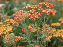 Achillea 'Walter Funcke'