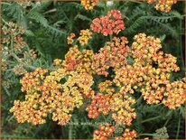 Achillea 'Walter Funcke'