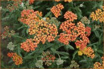 Achillea 'Walter Funcke'