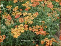 Achillea 'Walter Funcke'