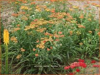 Achillea 'Walter Funcke'
