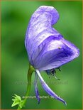 Aconitum fischeri
