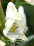 Aconitum napellus 'Album'
