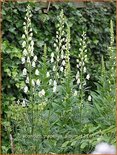 Aconitum napellus 'Album'